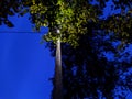 lantern light at night behind tree branches against blue sky.