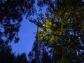 lantern light at night behind tree branches against blue sky.