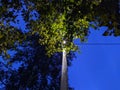 lantern light at night behind tree branches against blue sky.