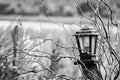 Lantern in nature for concept alone or horor Royalty Free Stock Photo