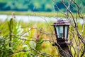 Lantern in nature for concept alone or horor Royalty Free Stock Photo