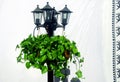 Lantern with plants on the background of white sheet with black