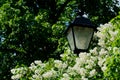 Lantern spring decoration lamp burning light park lilac flower garden, for lowers darkness in cozy for ranches gardening Royalty Free Stock Photo
