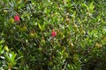 Lantern Tree, Chilean Lantern Tree, Crinodendron hookerianum with red lantern flowers