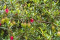 Lantern Tree, Chilean Lantern Tree, Crinodendron hookerianum with red lantern flowers Royalty Free Stock Photo