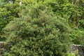 Lantern Tree, Chilean Lantern Tree, Crinodendron hookerianum with red lantern flowers Royalty Free Stock Photo