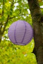 lantern on the tree, Royalty Free Stock Photo