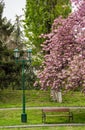 Lantern, wooden bench and cherry blossom