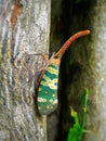 Lanternbugs & x28;Fulgoridae& x29; Royalty Free Stock Photo