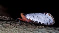 Lanternflies Beautiful, Lantern Bugs, Fulgoridae Royalty Free Stock Photo