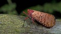 Lanternflies Beautiful, Lantern Bugs, Fulgoridae Royalty Free Stock Photo