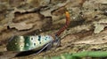 Lanternflies Beautiful, Lantern Bugs, Fulgoridae Royalty Free Stock Photo