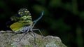Lanternflies Beautiful, Lantern Bugs, Fulgoridae Royalty Free Stock Photo