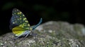 Lanternflies Beautiful, Lantern Bugs, Fulgoridae Royalty Free Stock Photo