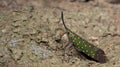 Lanternflies Beautiful, Lantern Bugs, Fulgoridae Royalty Free Stock Photo