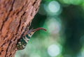 Lanternflies or Fulgorid bug or planthopperScientific Name:Pyrops candelaria