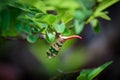 Lanternflies, FULGORID PLANTHOPPERS ,Lantern Bugs on twig