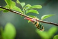 Lanternflies, FULGORID PLANTHOPPERS ,Lantern Bugs on twig Royalty Free Stock Photo