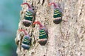 Lanternflies Lantern Bugs Fulgoridae Pyrops candelaria on the tree