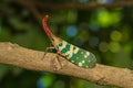 Lanternfly and bokeh, the insect on tree in tropical forests Royalty Free Stock Photo