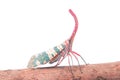 Lanternfly, the insect on tree fruits Royalty Free Stock Photo