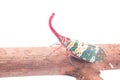 Lanternfly, the insect on tree fruits Royalty Free Stock Photo