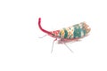 Lanternfly, the insect on tree fruits Royalty Free Stock Photo
