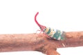 Lanternfly, the insect on tree fruits Royalty Free Stock Photo