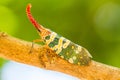 Lanternfly, the insect on tree in tropical forests Royalty Free Stock Photo