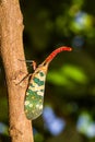 Lanternfly, the insect on tree in tropical forests Royalty Free Stock Photo