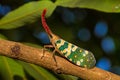 Lanternfly, the insect on tree in tropical forests Royalty Free Stock Photo