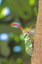 Lanternfly, the insect on tree in tropical forests Royalty Free Stock Photo