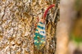 Lanternfly, the insect on tree in tropical forests Royalty Free Stock Photo