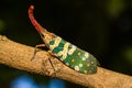 Lanternfly, the insect on tree in tropical forests Royalty Free Stock Photo