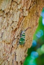 Insect on the tree Royalty Free Stock Photo