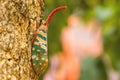 Lanternfly, the insect on tree in tropical forests Royalty Free Stock Photo
