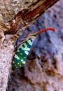 A lanternfly (lanthorn fly) Royalty Free Stock Photo
