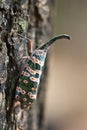 Lanternfly on tree Royalty Free Stock Photo