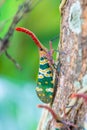 Lanternfly on the tree trunk Royalty Free Stock Photo