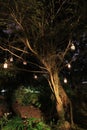 Lanterns hanging from tree at night