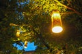 Lanterns hanging on trees branch