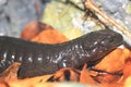 Lanza Alpine salamander Royalty Free Stock Photo