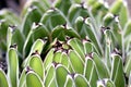 Lanzarote Cactus Detail 1