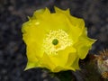 Lanzarote Cactus Gardens