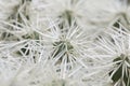 Lanzarote Cactus Macro 2