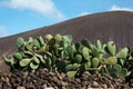 Lanzarote, cactus plant in a volcanic landscape