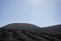 Lanzarote grapevines, growing in stone-made semicircles Royalty Free Stock Photo