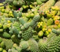 Lanzarote Guatiza cactus garden in Canaries