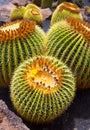 Lanzarote Guatiza cactus garden Echinocactus Macrocentra