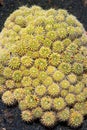 Lanzarote Guatiza cactus garden Mammillaria Compressa Royalty Free Stock Photo